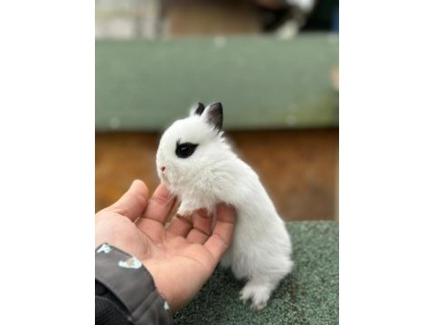 Netherland dwarf cüce tavşan çiftliği