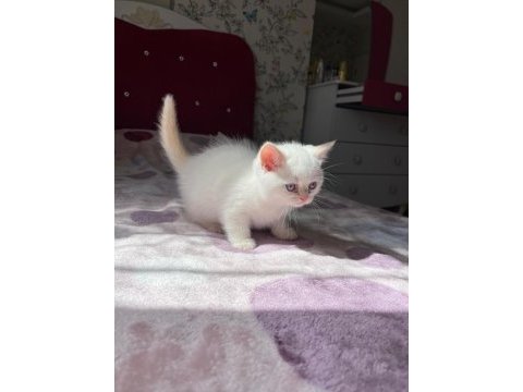 Safkan british shorthair yavru kedilerimiz