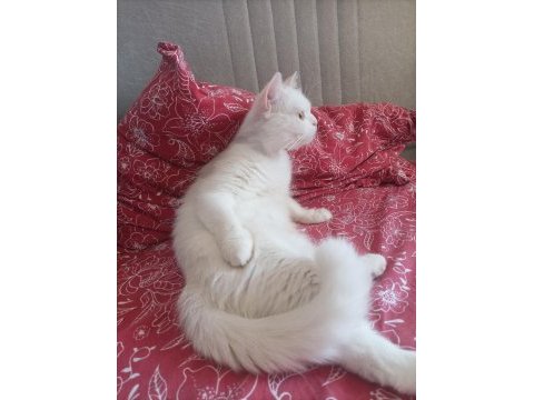 Beyaz british shorthair