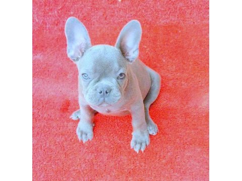 Mükemmel anatomi blue quad erkek french bulldog yavru