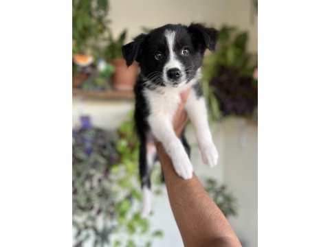 Border collie yavrular