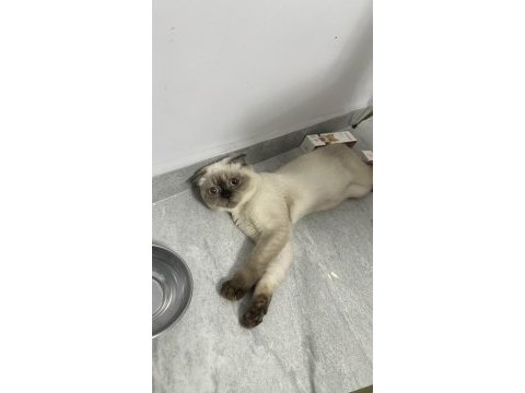 Kedilerim takım olarak verilecek