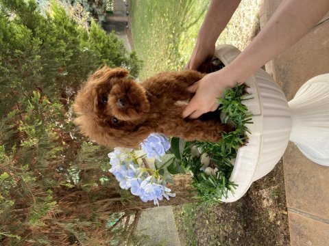 1 yaşında dişi kore poodle