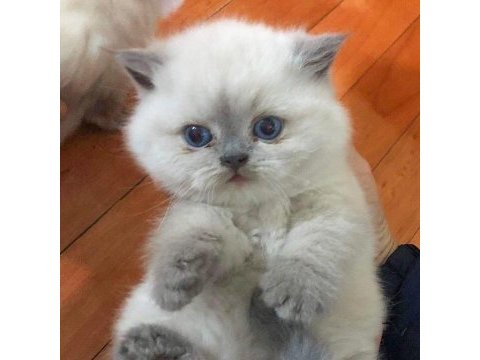 British shorthair yavruları