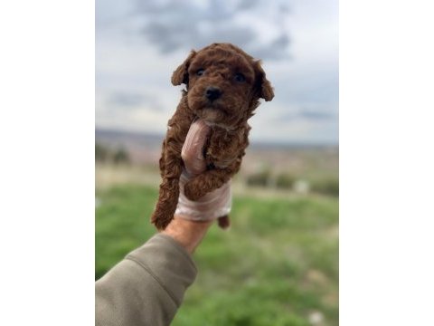 Türkiyenin en güzel poodle