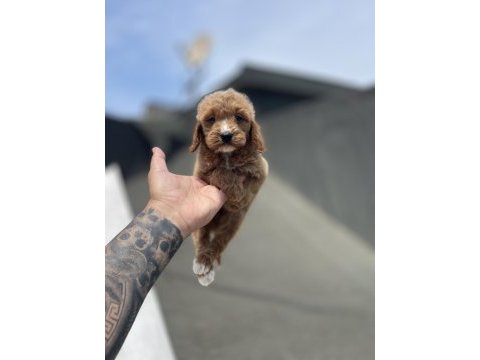 Maltipoo yavrularımız