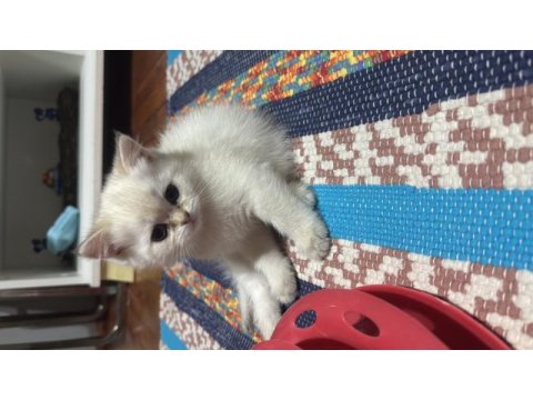 British shorthair kedisi