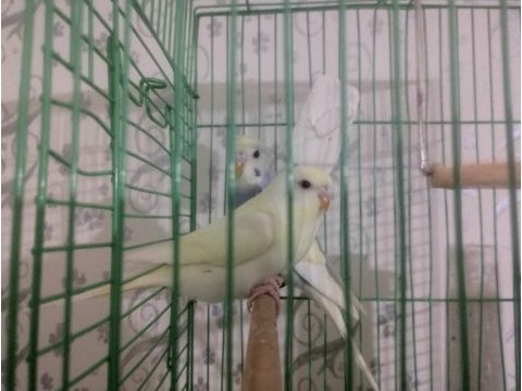 40 günlük erkek dişi muhabbet kuşlar