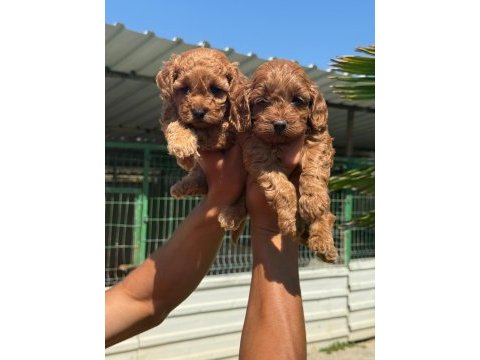 Maltipoo yavrular çiftlikten