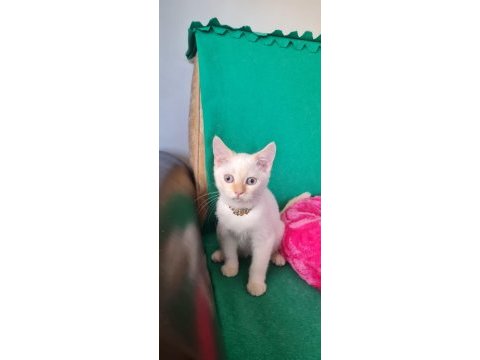 Redpoint british shorthair yeni yuvasını bekliyor