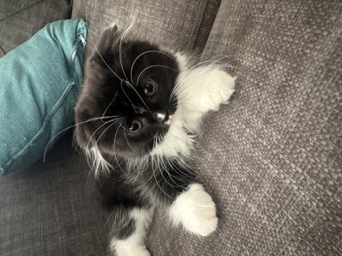 Minik yavrularımız scottish fold
