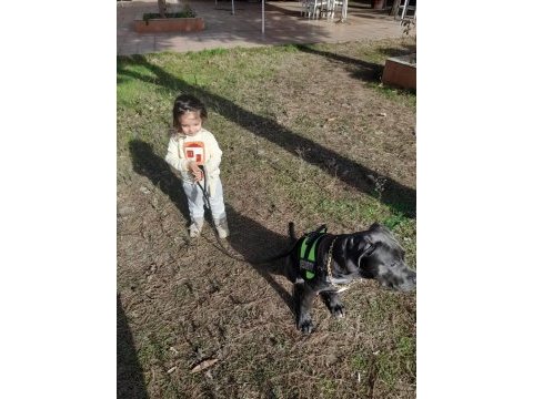 Cane corso blue 7 aylık erkek yavru