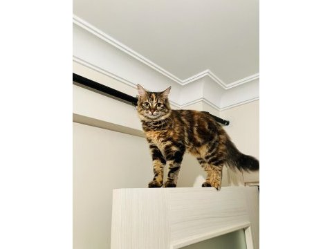 Kedimiz pakize su’ya yuva arıyoruz