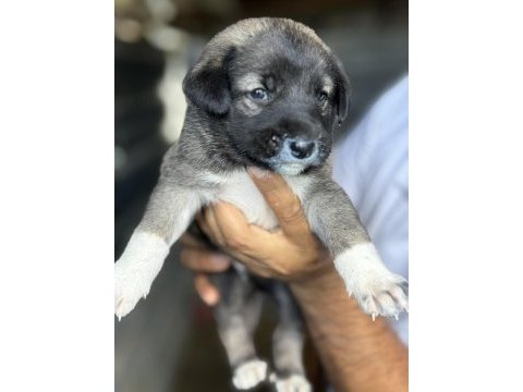 Altın kız kangal yavrusu sahnede