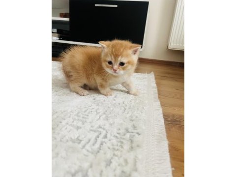 Eşsiz güzellikteki golden british shorthair yavrumuz