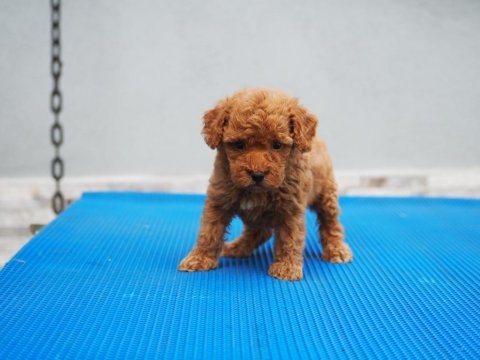 Toy poodle yavrularımız