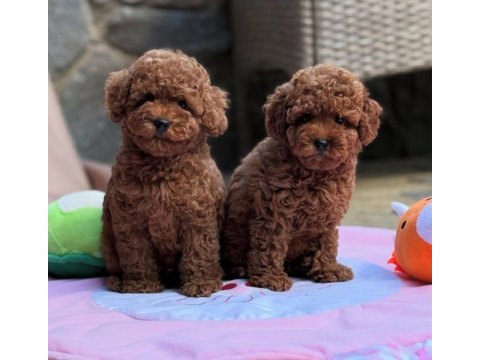 Kore toy poodle yavrular