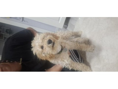 Sahibinden toy poodle