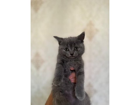 A+ kalite british shorthair yavrumuz yeni ailesini bekliyor