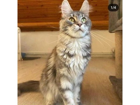 Wcf kayıtlı maine coon yavrusu