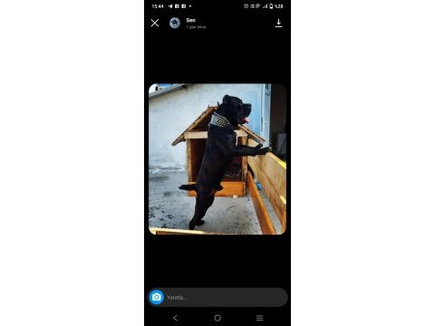 A şecereli kan hattı cane corso