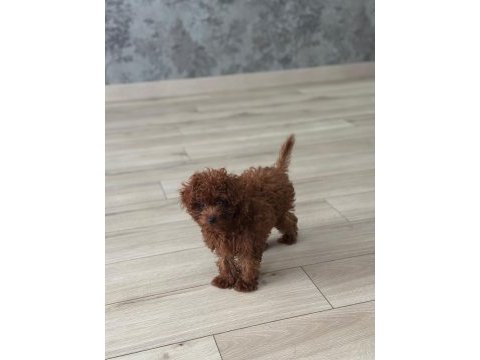 Süper kalitede poodle sağlık garantili güvenilir