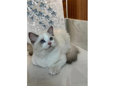 Şecereli anne ve babadan safkan ragdoll yavrular