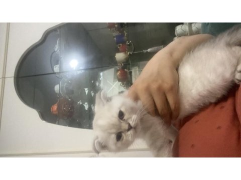 Kedimizi sahiplendirme