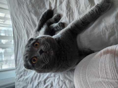 Scottish fold kedimi sahiplendirmek
