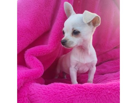 Chihuahua yavrumuz sizlerle
