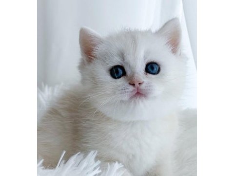 Kar tanesi silver british shorthair