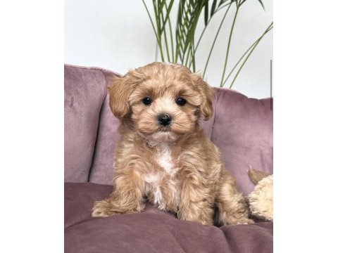 Tosbik maltipoo bebeklerimiz