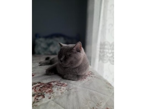 2 yaşında british shorthair