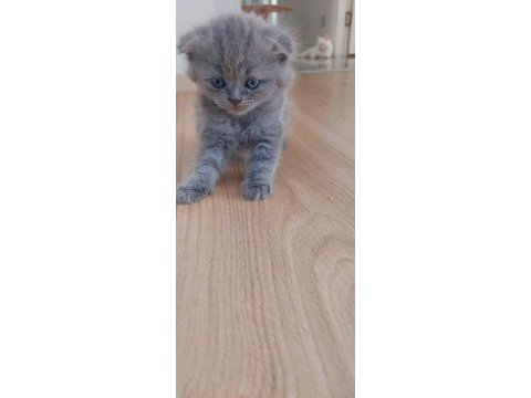 6 scottish fold yavru