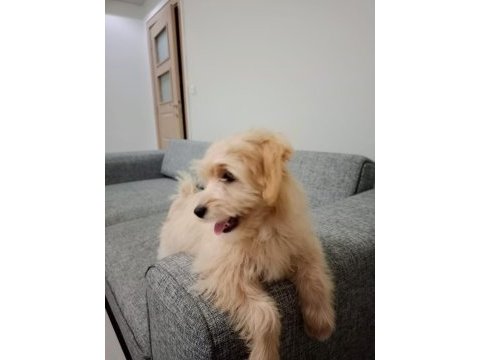 9 aylık maltipoo kızımı sahiplendirmek istiyorum