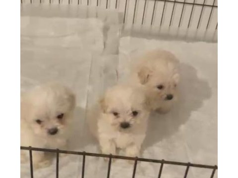 Kore maltese terrier bebeklerimiz