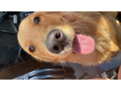 Safkan golden retriever 9 aylık