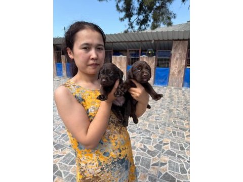 Labrador köpeği yavrularım