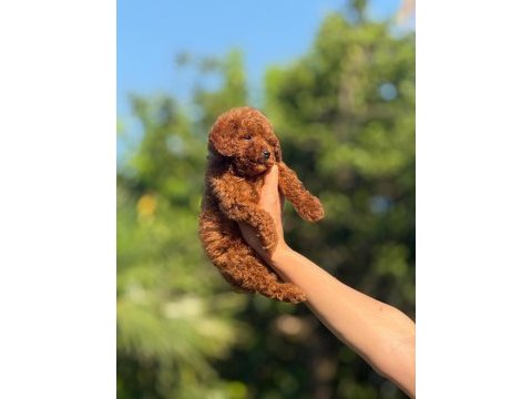 Teacup boy aşılı wc eğitimli premıum poodle