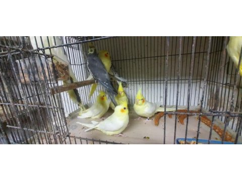El besleme sultan papağanı bebekler