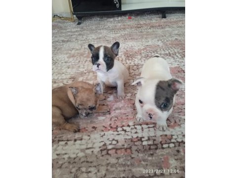 French bulldog köpekler
