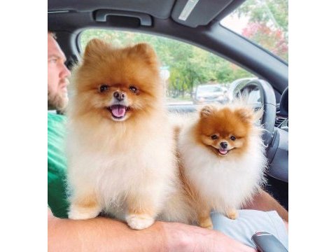 Sağlıklı pomeranian boo köpekler