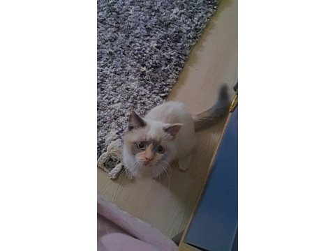 Kedim 4 aylıktır tuvalet eğitimi var