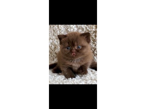 Dubai çikolatası tadında chocolate british shorthair 