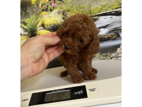 Çok tatlı orijinal teacup poodle yavrusu