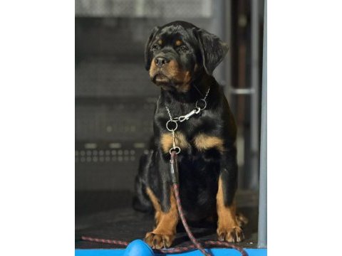Extrem rottweiler