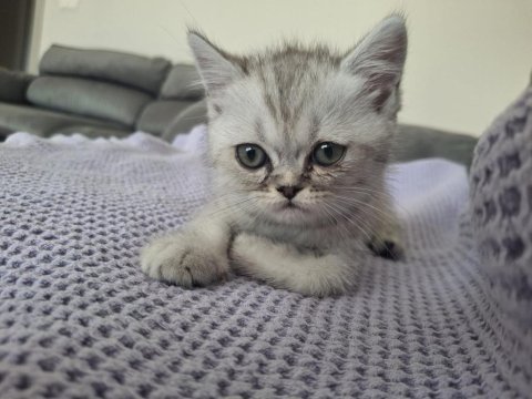 Piko çok akıllı ponçik bir yavru kedimiz