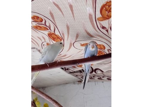 Hobi olarak beslediğim kuşların yavruları