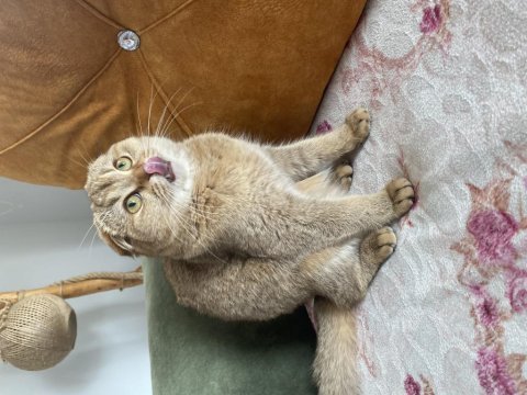 Oyuncu scottish fold bebiş
