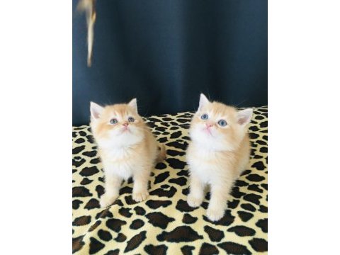 Safkan ny12 golden bal british shorthair bebekler